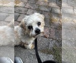 Small #8 Maltese Mix