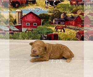 Poodle (Toy) Puppy for sale in WINNSBORO, LA, USA