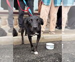Small #6 Labrador Retriever Mix