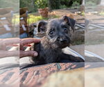 Small Photo #2 Chihuahua-Unknown Mix Puppy For Sale in Vail, AZ, USA