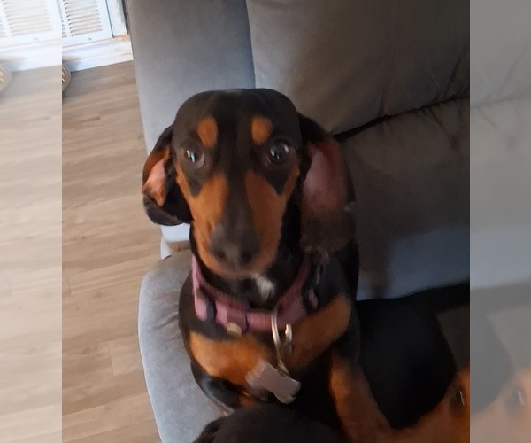 Medium Photo #1 Dachshund Puppy For Sale in WICHITA FALLS, TX, USA