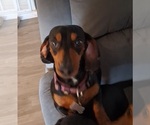 Small Photo #1 Dachshund Puppy For Sale in WICHITA FALLS, TX, USA