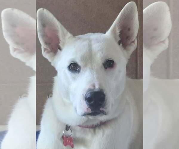 Medium Photo #3 Siberian Husky-white german shepherd Mix Puppy For Sale in Cuba, NY, USA