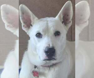 Snow - Female Siberian Husky-white german shepherd Mix Dog for Adoption - Photo #3