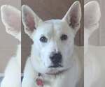 Small #2 Siberian Husky-white german shepherd Mix