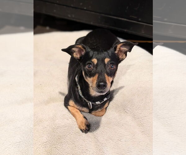 Medium Photo #2 Chiweenie Puppy For Sale in Oakhurst, NJ, USA