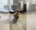Small #2 French Bulldog