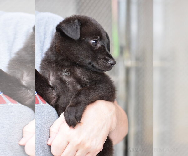 Medium Photo #2 Dachshund-Unknown Mix Puppy For Sale in The Woodlands, TX, USA