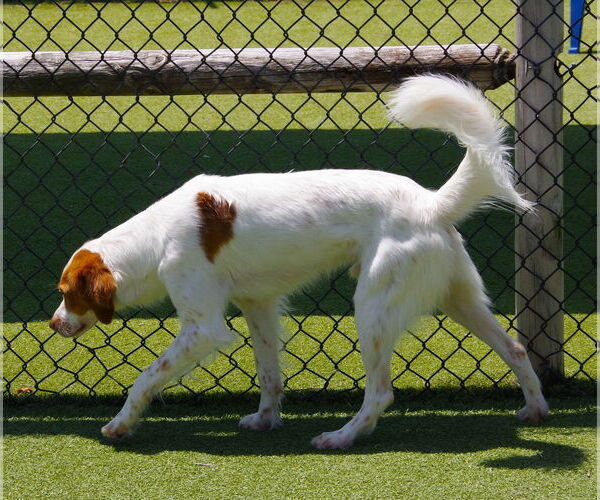 Medium Photo #4 Brittany Puppy For Sale in Curwensville, PA, USA