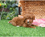 Small Poodle (Miniature)