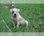 Small #4 American Bulldog