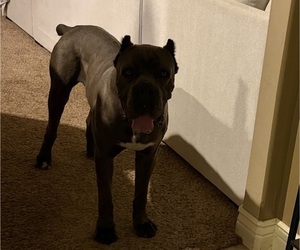 Father of the Cane Corso puppies born on 12/21/2025