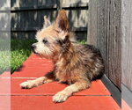 Small Photo #4 Mutt Puppy For Sale in HOUSTON, TX, USA