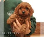 Small #3 Cavapoo (Miniature)