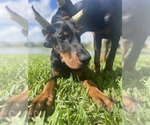 Small Photo #7 Doberman Pinscher Puppy For Sale in NAPLES, FL, USA