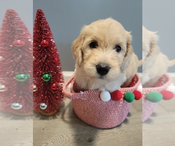 Medium Photo #11 Goldendoodle Puppy For Sale in KANSAS CITY, MO, USA