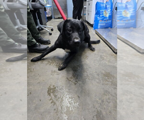 Medium Photo #2 Rottweiler-Siberian Husky Mix Puppy For Sale in Evansville, IN, USA