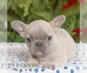 French Bulldog Puppy for sale in RONKS, PA, USA