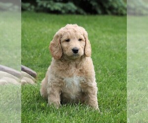 Labradoodle-Poodle (Miniature) Mix Puppy for sale in FREDERICKSBG, OH, USA