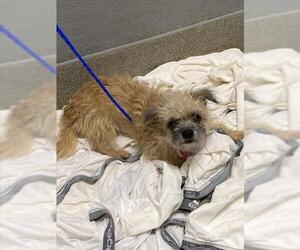 Mutt Dogs for adoption in Las Vegas, NV, USA