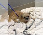 Small Mutt