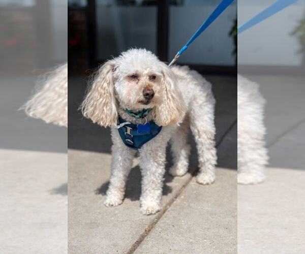 Medium Photo #12 Poodle (Miniature) Puppy For Sale in Mundelein, IL, USA