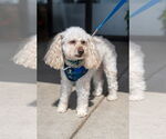 Small #11 Poodle (Miniature)
