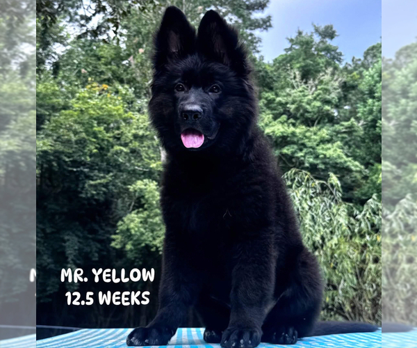 Medium Photo #2 German Shepherd Dog Puppy For Sale in GADSDEN, AL, USA