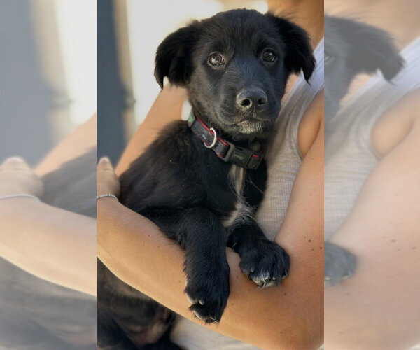 Medium Photo #5 Colonial Cocker Spaniel-Unknown Mix Puppy For Sale in Dana Point, CA, USA