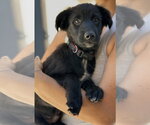 Small #4 Colonial Cocker Spaniel Mix