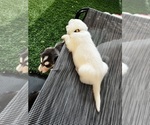 Small Photo #5 Siberian Husky-Swiss Shepherd Mix Puppy For Sale in HAMPTON, VA, USA