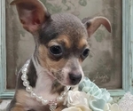 Puppy Luna Chihuahua