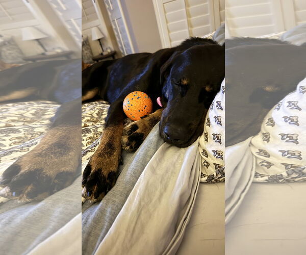 Medium Photo #16 Labrador Retriever-Unknown Mix Puppy For Sale in Fort Worth, TX, USA