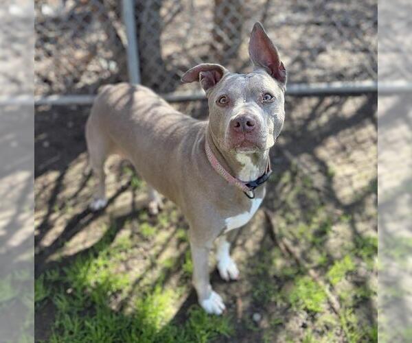 Medium Photo #3 Mutt Puppy For Sale in Modesto, CA, USA