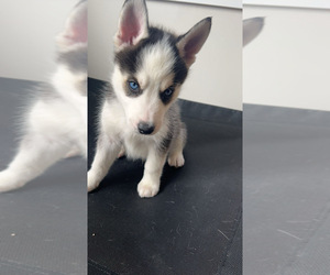 Siberian Husky Puppy for sale in CHICAGO, IL, USA