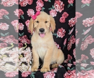 Golden Retriever Puppy for Sale in CHRISTIANA, Pennsylvania USA