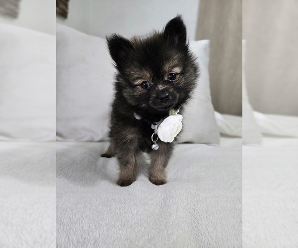 Medium Photo #15 Pomeranian Puppy For Sale in BRONSON, MI, USA
