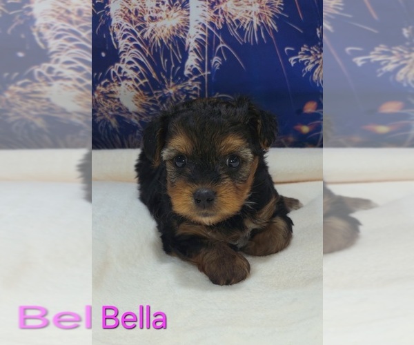 Medium Photo #5 Yorkipoo Puppy For Sale in AZLE, TX, USA