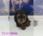 Small #4 Yorkipoo