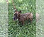 Small #1 Dachshund
