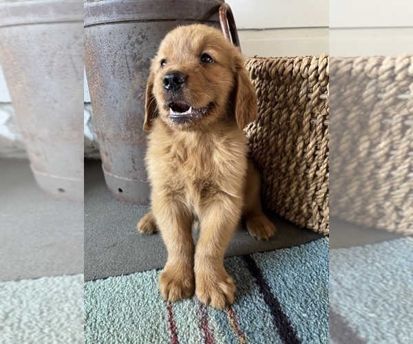 Medium Photo #2 Golden Retriever Puppy For Sale in COSHOCTON, OH, USA