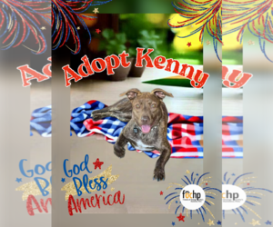 Pembroke Welsh Corgi Dogs for adoption in Menifee, CA, USA