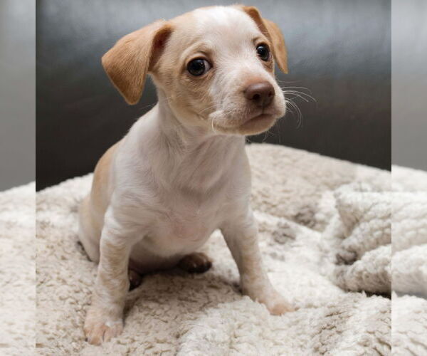 Medium Photo #2 Chiweenie Puppy For Sale in Batavia, OH, USA