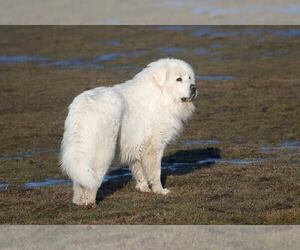 Father of the Great Pyrenees puppies born on 01/30/2023