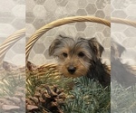 Small Photo #7 Yorkshire Terrier Puppy For Sale in CANOGA, NY, USA