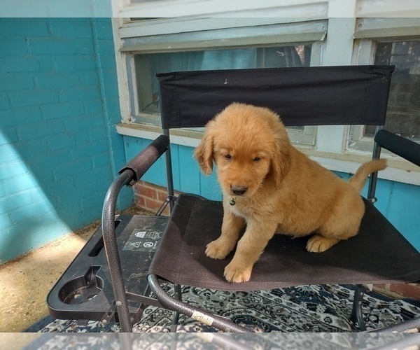 Medium Photo #2 Golden Retriever Puppy For Sale in MERIDIAN, MS, USA
