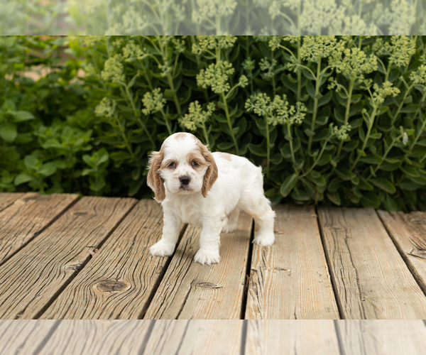 Medium Photo #3 Cocker Spaniel Puppy For Sale in NAPPANEE, IN, USA