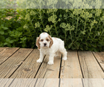 Small Photo #15 Cocker Spaniel Puppy For Sale in NAPPANEE, IN, USA