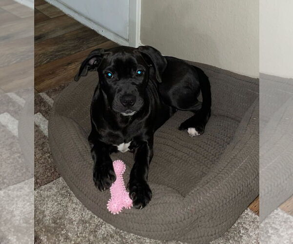 Medium Photo #1 Mutt Puppy For Sale in Rockaway, NJ, USA