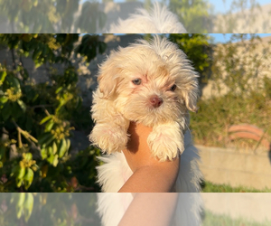 Maltipoo Puppy for Sale in CORONA, California USA